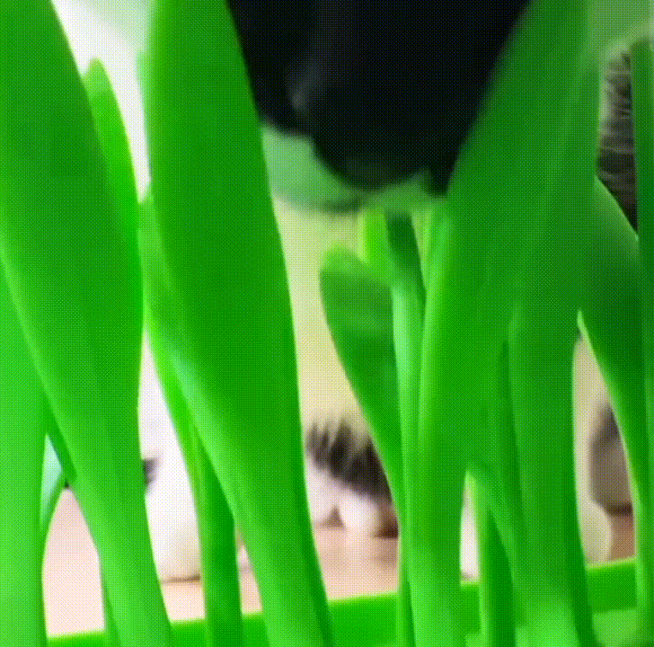 PacePatch™—The First Ever Dry Food Pace Protocol