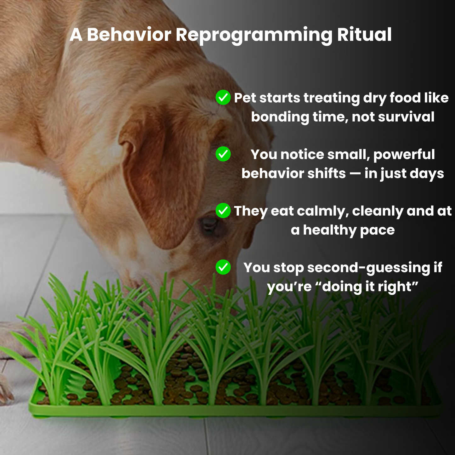 PacePatch™—The First Ever Dry Food Pace Protocol