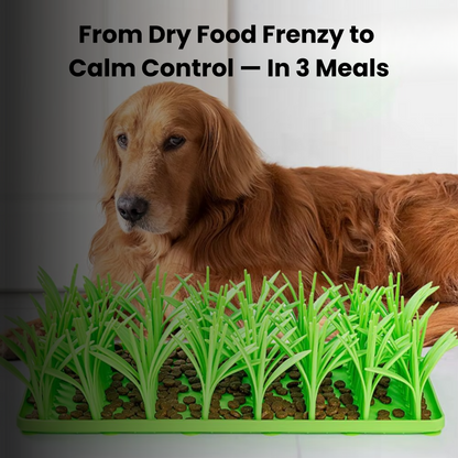 PacePatch™—The First Ever Dry Food Pace Protocol