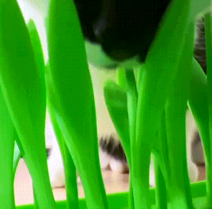 PacePatch™—The First Ever Dry Food Pace Protocol